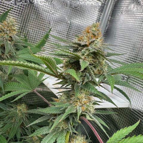 Lemon Mandarin  growlog timeline photo
