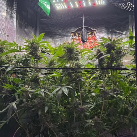 Lemon Mandarin  growlog timeline photo