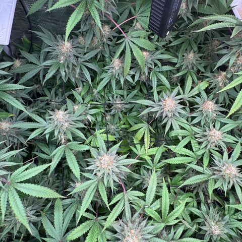 Lemon Mandarin  growlog timeline photo