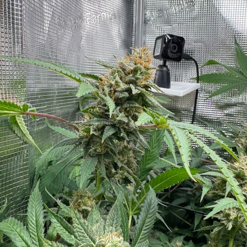 Lemon Mandarin  growlog timeline photo