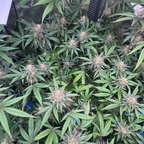 Lemon Mandarin  growlog timeline photo
