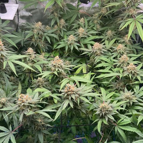 Lemon Mandarin  growlog timeline photo