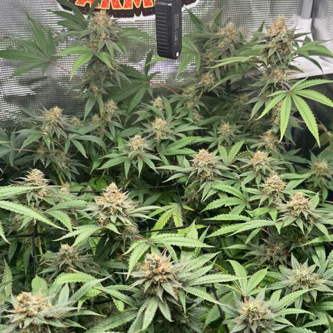 Lemon Mandarin  growlog timeline photo