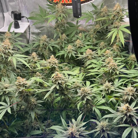 Lemon Mandarin  growlog timeline photo