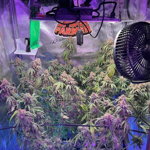 Lemon Mandarin  growlog timeline photo