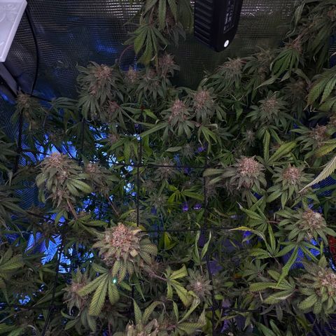 Lemon Mandarin  growlog timeline photo