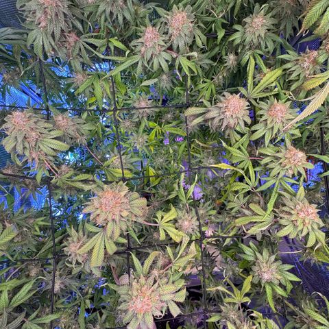 Lemon Mandarin  growlog timeline photo