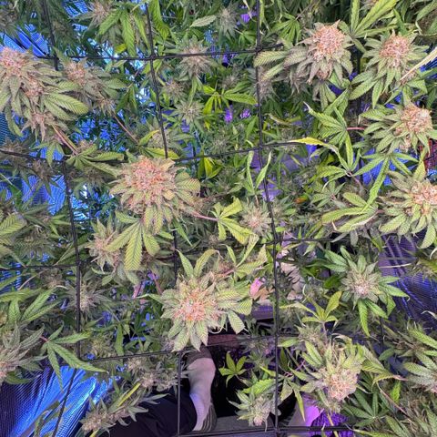 Lemon Mandarin  growlog timeline photo