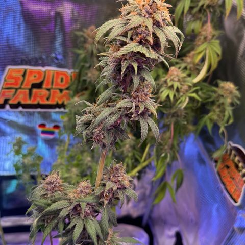 Lemon Mandarin  growlog timeline photo