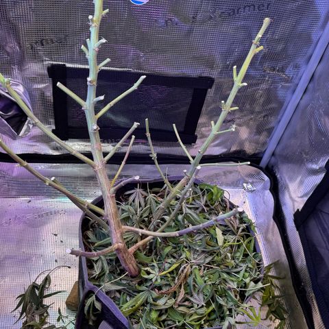 Lemon Mandarin  growlog timeline photo