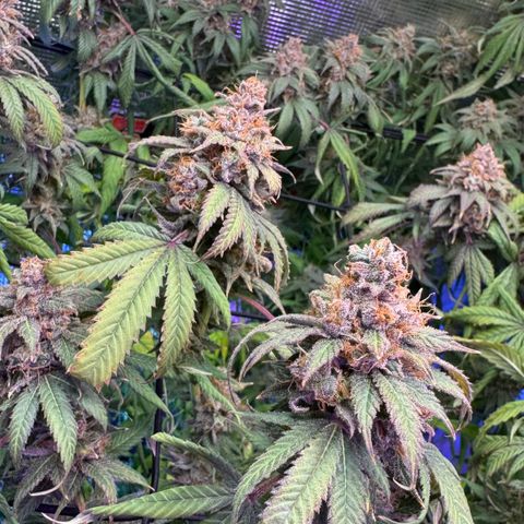 Lemon Mandarin  growlog timeline photo