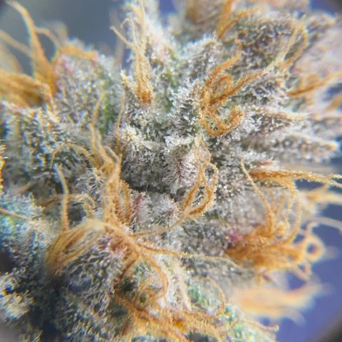 Lemon Mandarin  growlog timeline photo