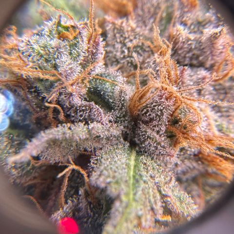 Lemon Mandarin  growlog timeline photo