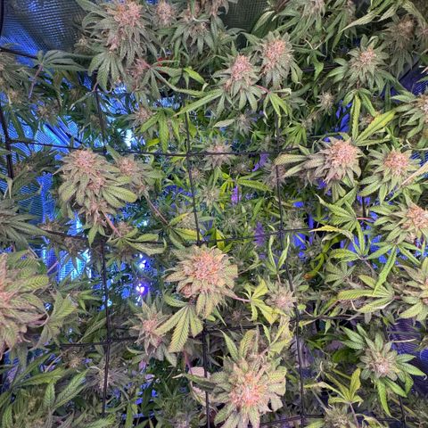 Lemon Mandarin  growlog timeline photo