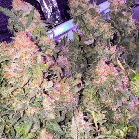 Lemon Mandarin  growlog timeline photo