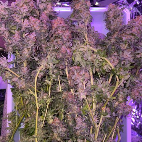 Lemon Mandarin  growlog timeline photo