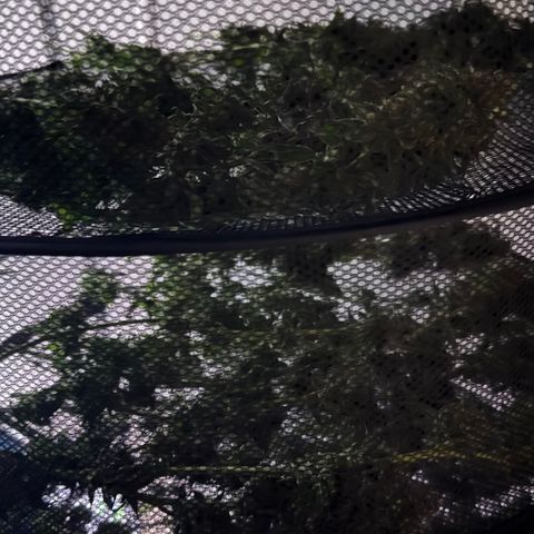 Lemon Mandarin  growlog timeline photo