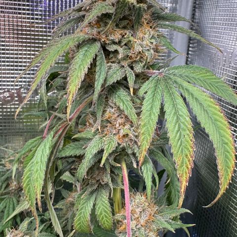 Lemon Mandarin  growlog timeline photo