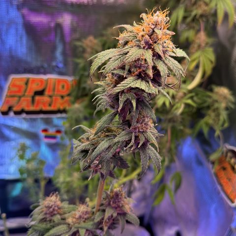 Lemon Mandarin  growlog timeline photo