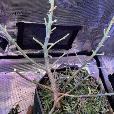 Lemon Mandarin  growlog timeline photo