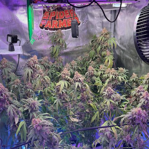 Lemon Mandarin  growlog timeline photo