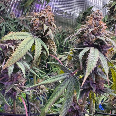 Lemon Mandarin  growlog timeline photo
