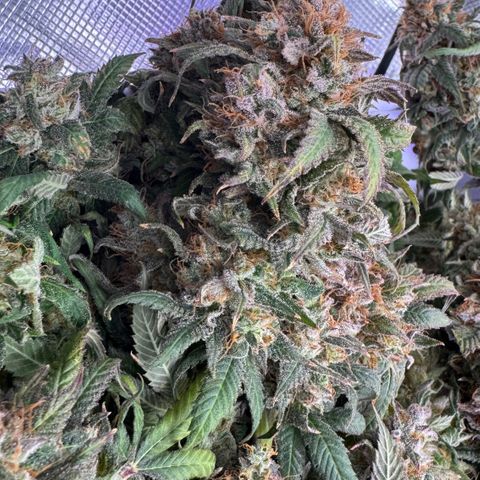 Lemon Mandarin  growlog timeline photo