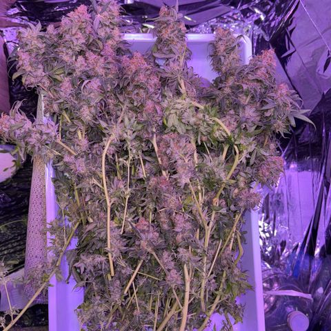 Lemon Mandarin  growlog timeline photo