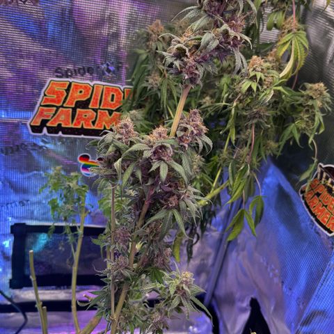 Lemon Mandarin  growlog timeline photo