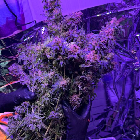 Lemon Mandarin  growlog timeline photo