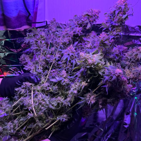 Lemon Mandarin  growlog timeline photo