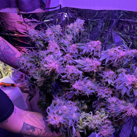 Lemon Mandarin  growlog timeline photo