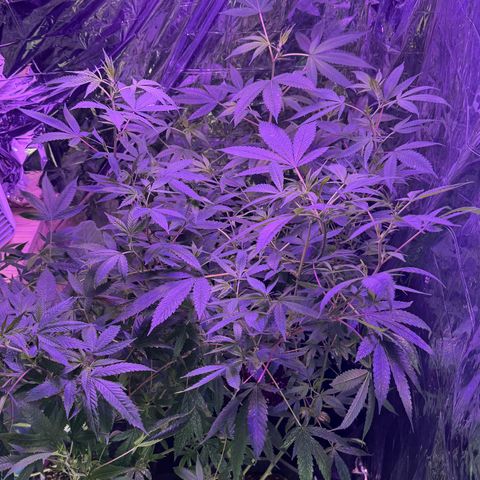 Lemon Mandarin  growlog timeline photo