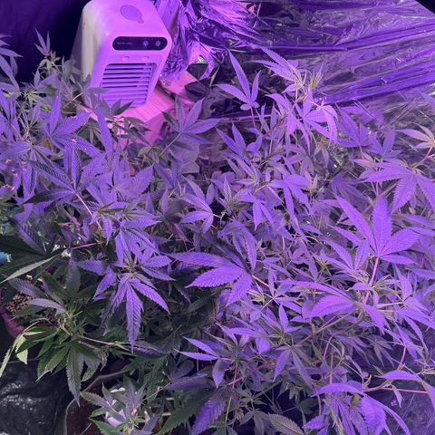 Lemon Mandarin  growlog timeline photo