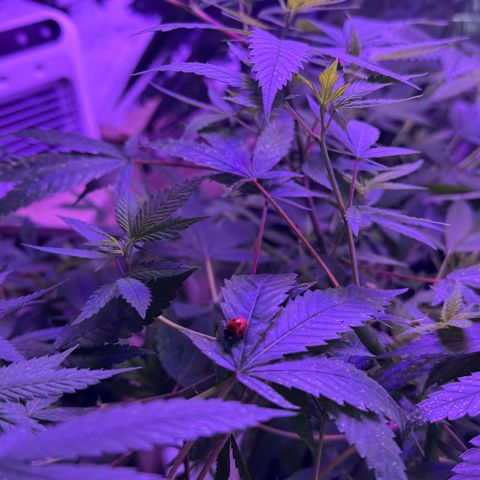 Lemon Mandarin  growlog timeline photo