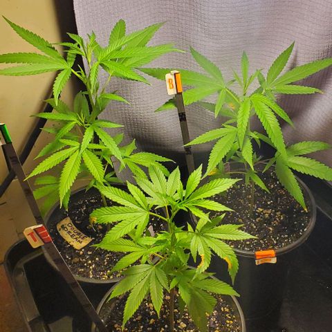 Tropical cherry growlog timeline photo