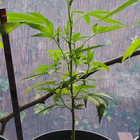 Tropical cherry growlog timeline photo