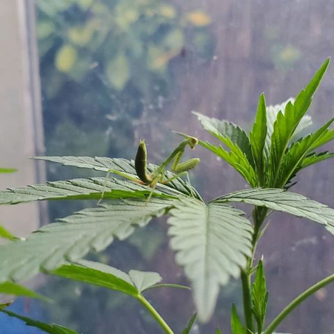 Tropical cherry growlog timeline photo