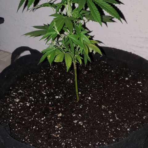 Tropical cherry growlog timeline photo