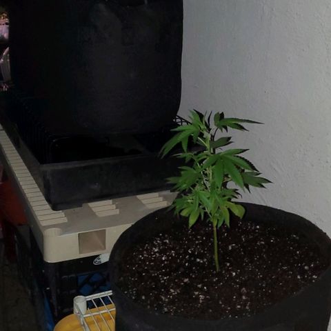 Tropical cherry growlog timeline photo