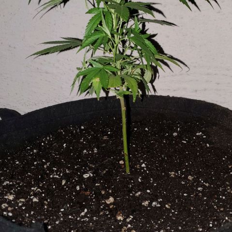 Tropical cherry growlog timeline photo