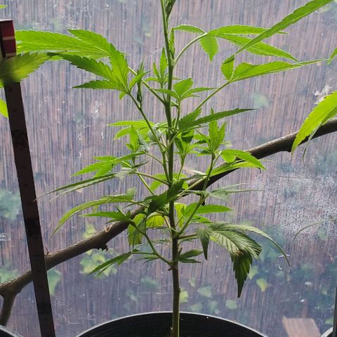 Tropical cherry growlog timeline photo