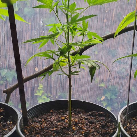Tropical cherry growlog timeline photo