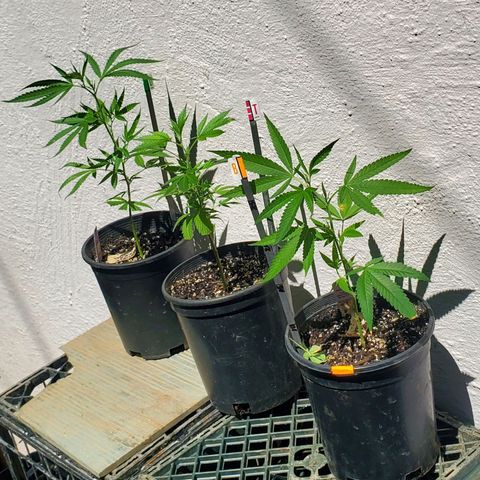 Tropical cherry growlog timeline photo