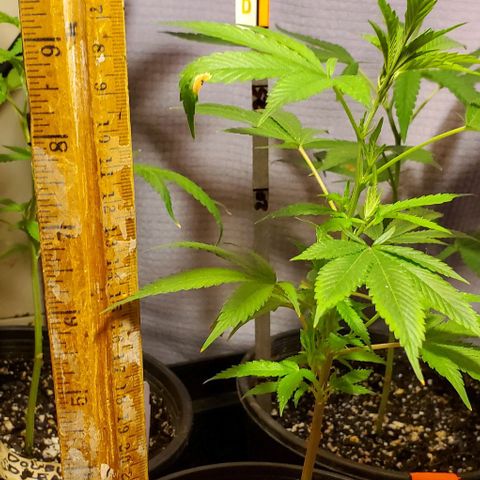 Tropical cherry growlog timeline photo