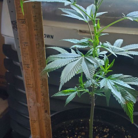 Tropical cherry growlog timeline photo