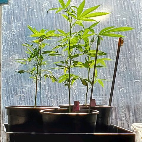 Tropical cherry growlog timeline photo