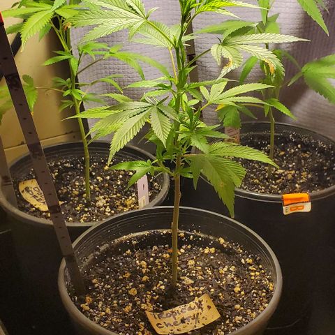 Tropical cherry growlog timeline photo