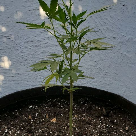 Tropical cherry growlog timeline photo