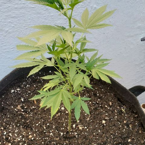 Tropical cherry growlog timeline photo